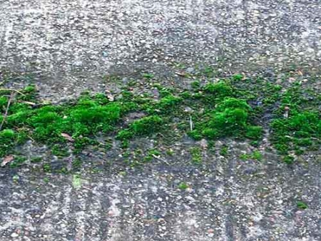 anti alghe, anti muschio, protezione cemento, pietra, asfalto, proliferazione materiale organico